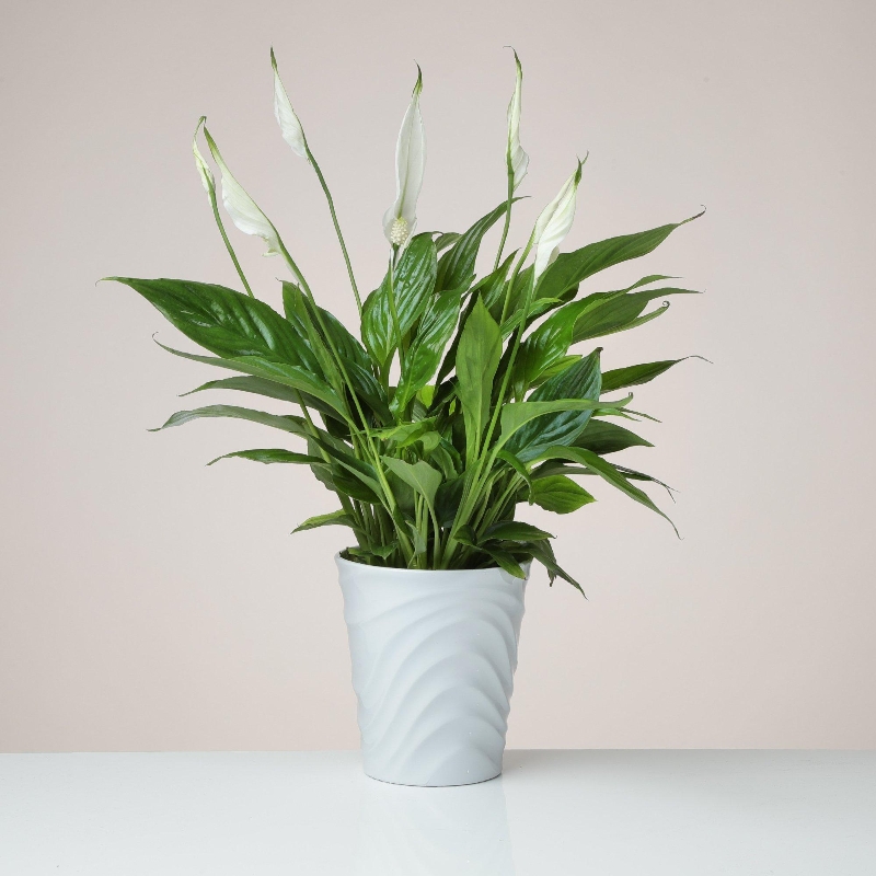 Peace Lily plant in a ceramic pot | Flowers Delivery 4 U | Southall ...